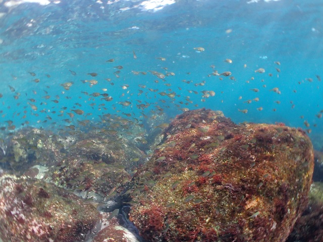 ミナミハタンポ幼魚