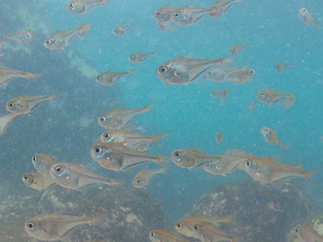 ミナミハタンポ幼魚・群れ
