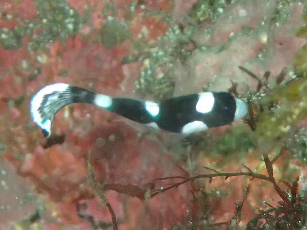 穏やかな八幡野へ 伊豆海洋公園ダイビングサービスp Fish Divelog