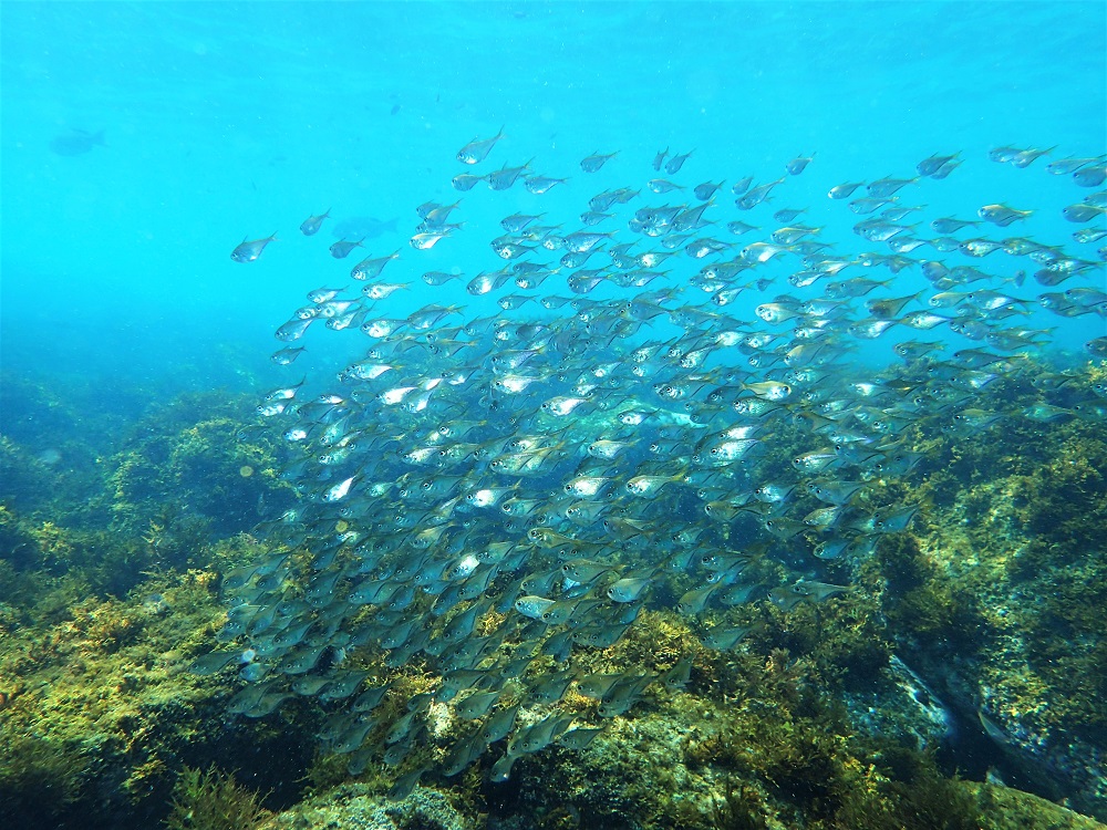 浅場に群れるミナミハタンポ幼魚