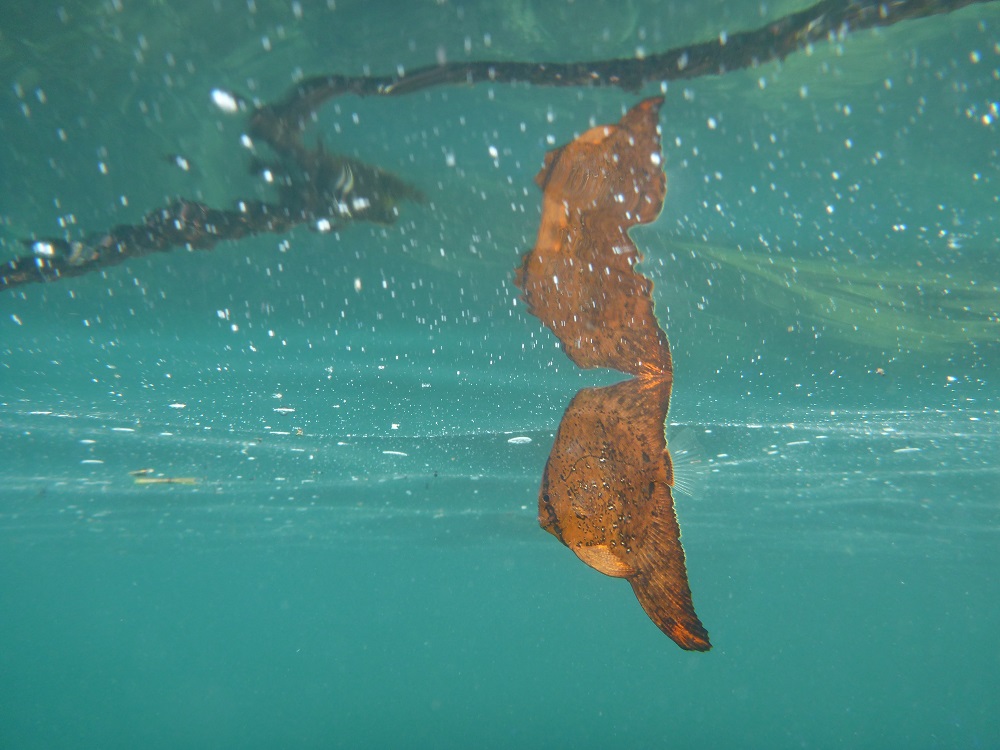 快晴 透明度復活 富戸 ヨコバマ 伊豆海洋公園ダイビングサービスp Fish Divelog