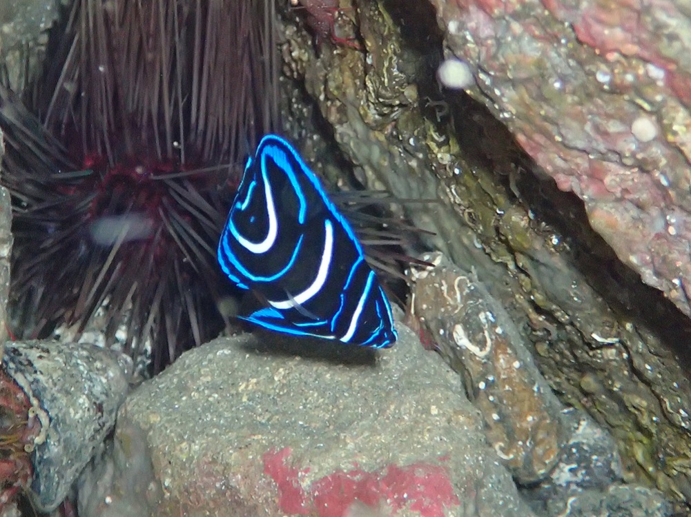 穏やかなコンディションでオープン 伊豆海洋公園ダイビングサービスp Fish Divelog