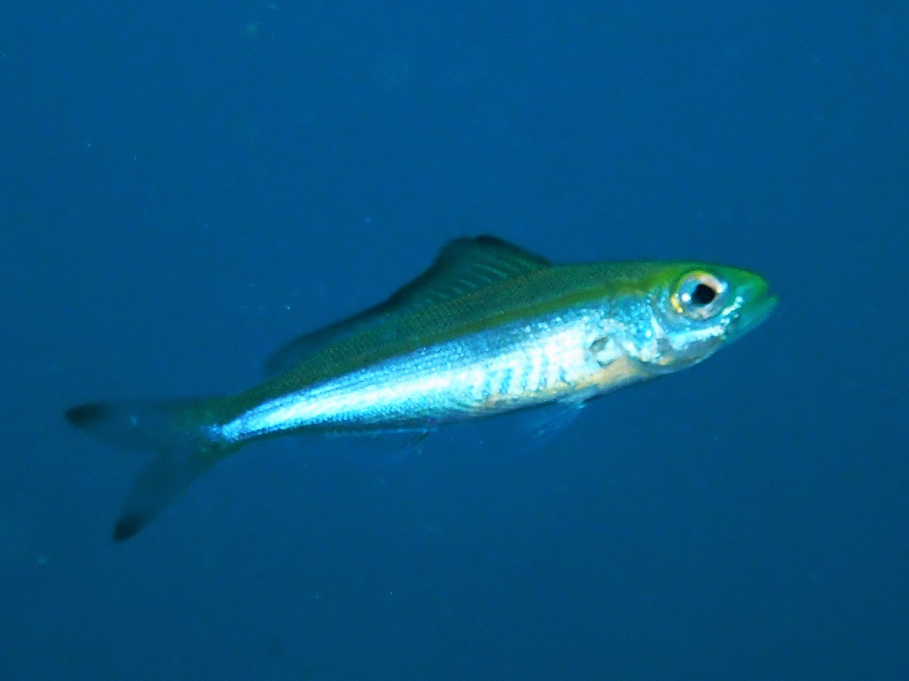 タカサゴ幼魚