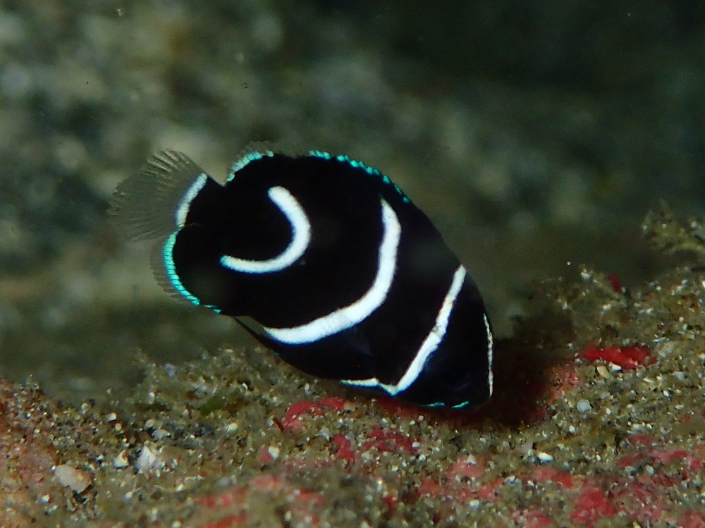 ややザバザバでしたが 透明度良好 伊豆海洋公園ダイビングサービスp Fish Divelog