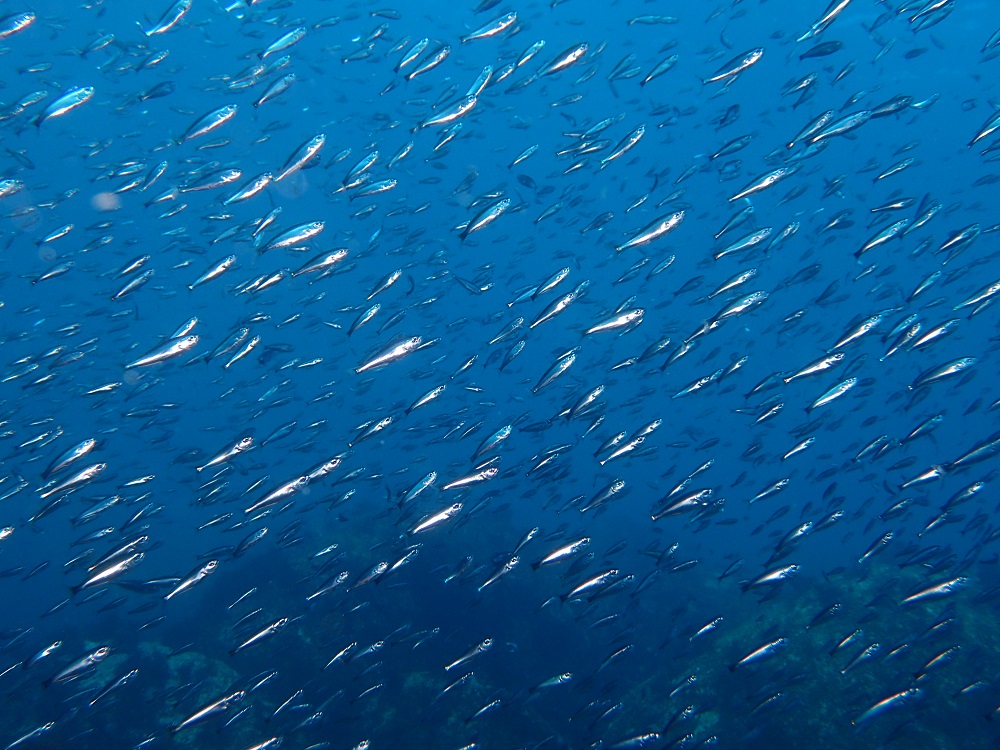 イサキ幼魚の群れ