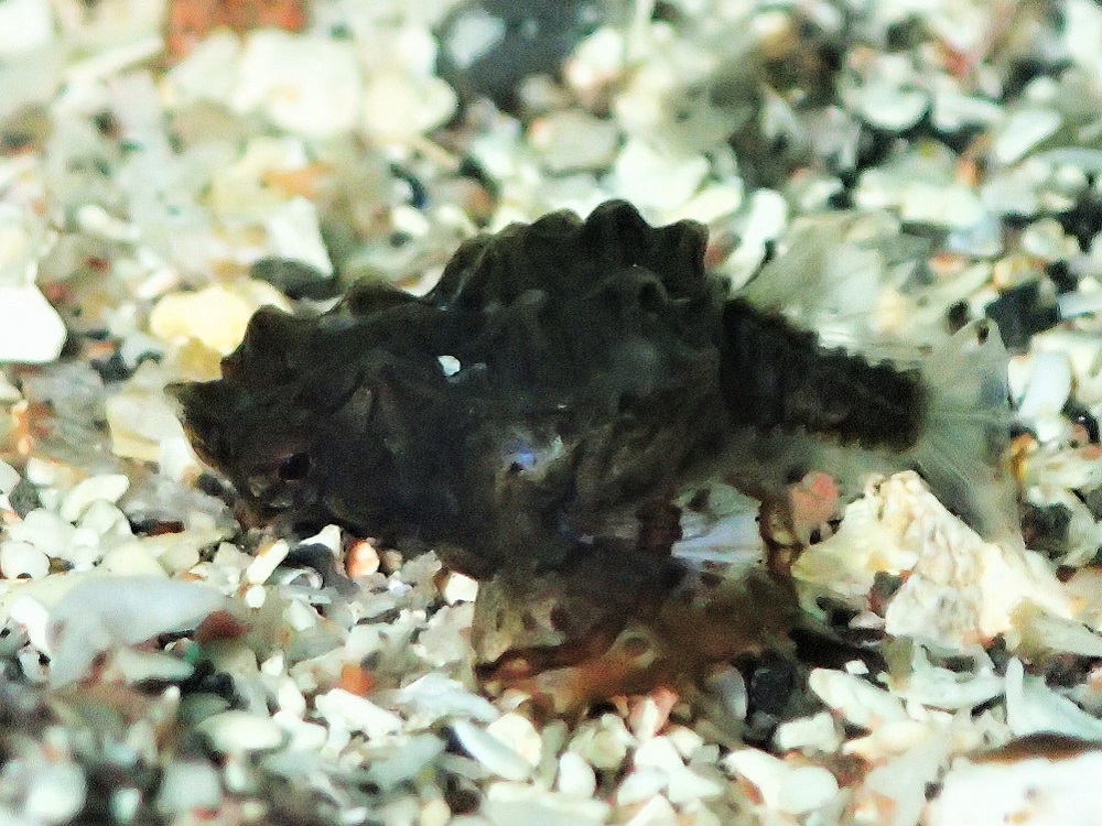 小さなウミテング幼魚