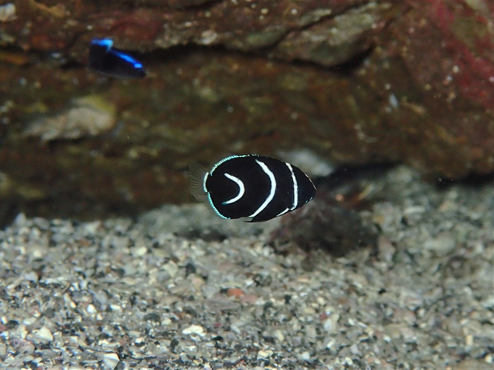 極小・サザナミヤッコ幼魚