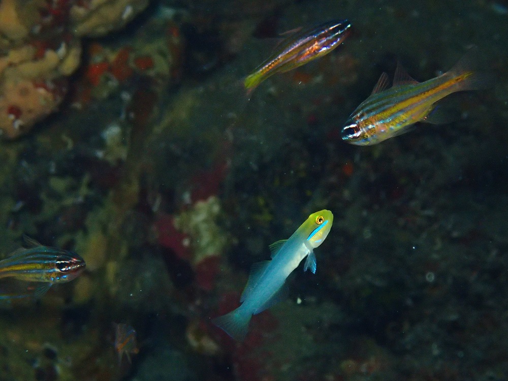 キンセンイシモチの群れに交じってアカハチハゼ幼魚