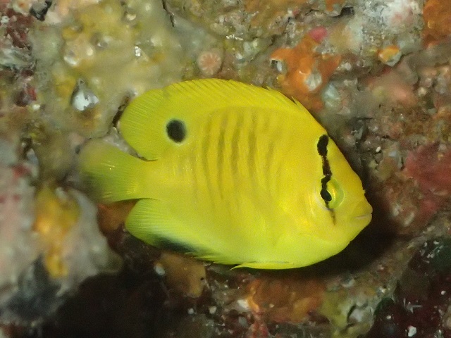 シテンヤッコ幼魚