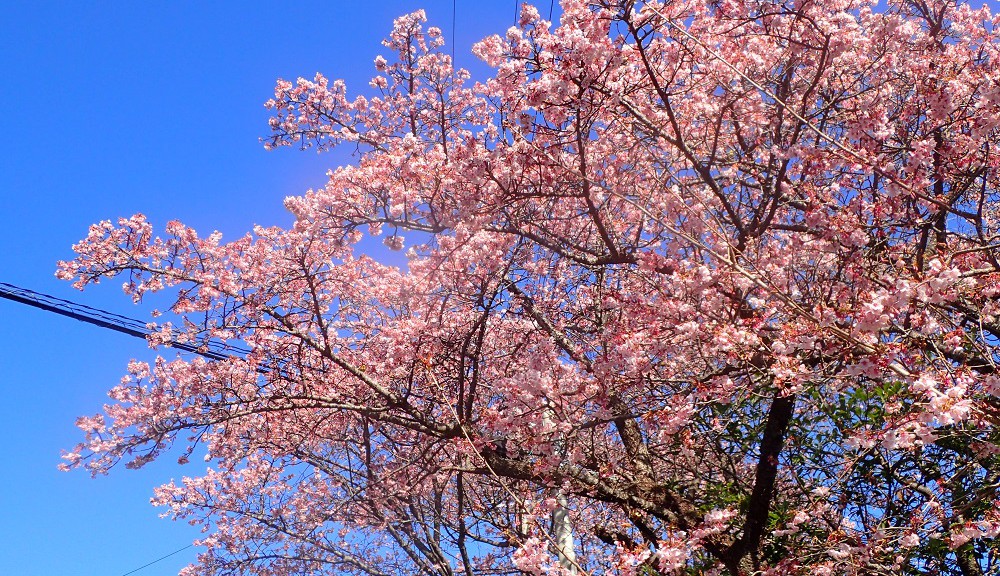 早咲桜満開