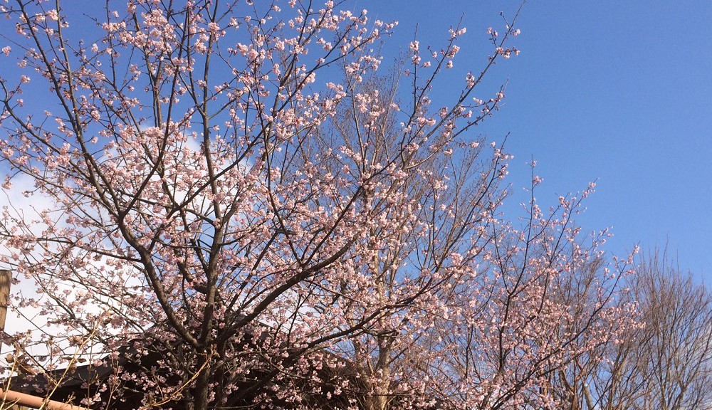 城ケ崎海岸駅で咲く桜の花