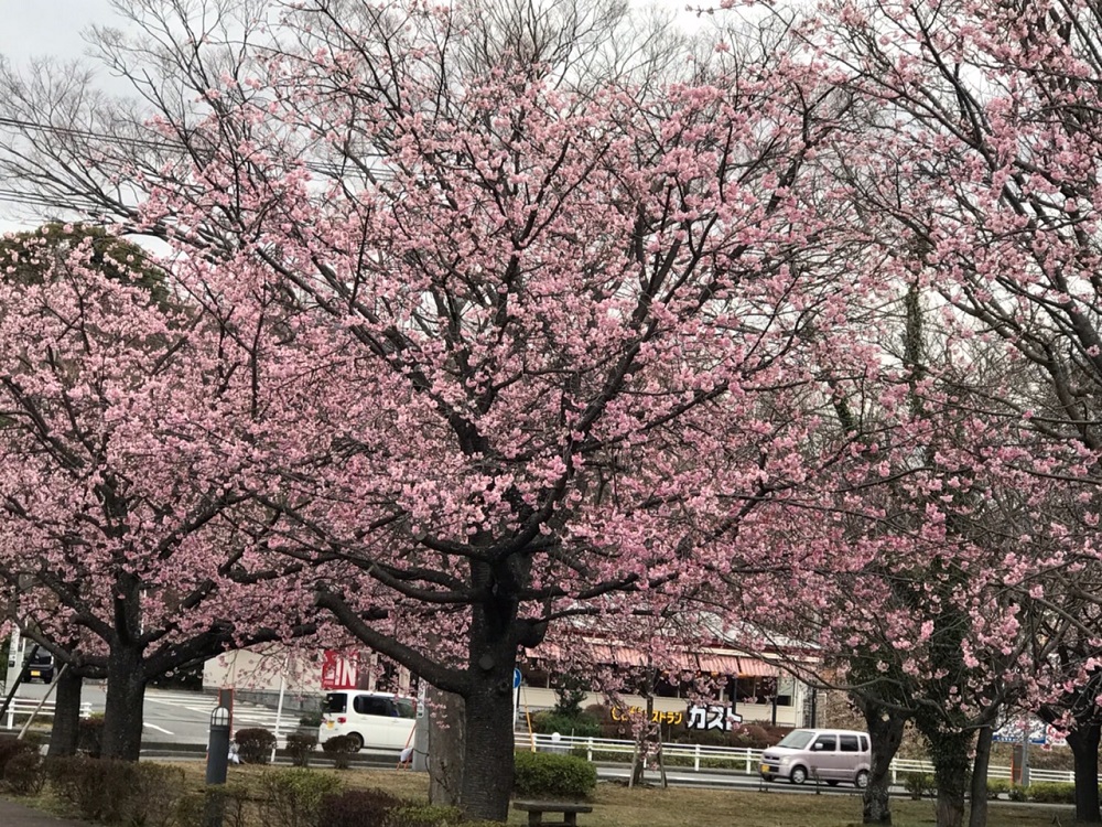 伊豆高原・桜並木
