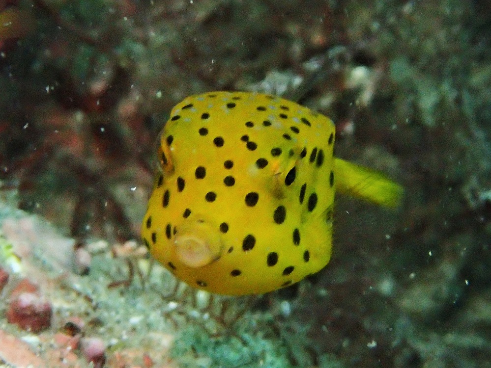 ミナミハコフグ幼魚 伊豆海洋公園ダイビングサービスp Fishの店主日記