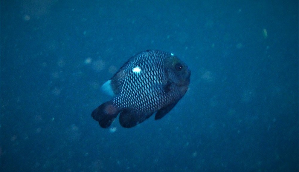 越冬ミツボシクロスズメダイ 伊豆海洋公園ダイビングサービスp Fishの店主日記