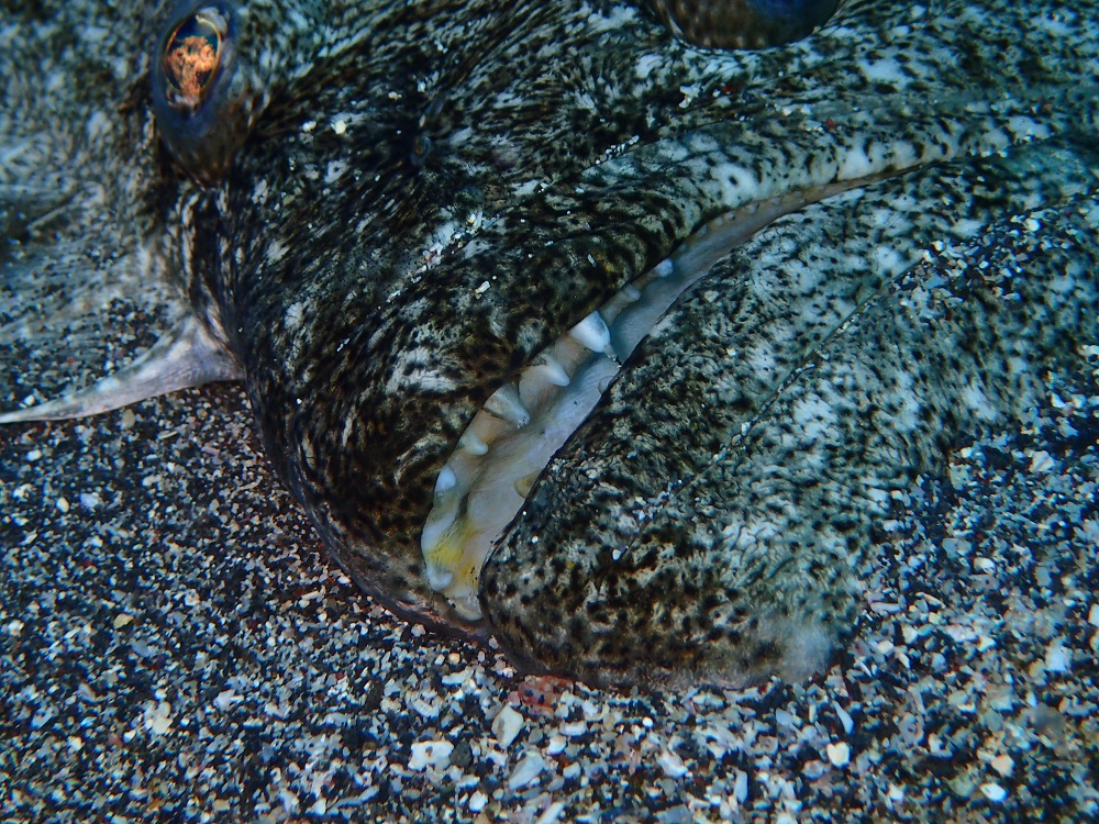 伊豆海洋公園砂地にて、鋭い歯のヒラメ
