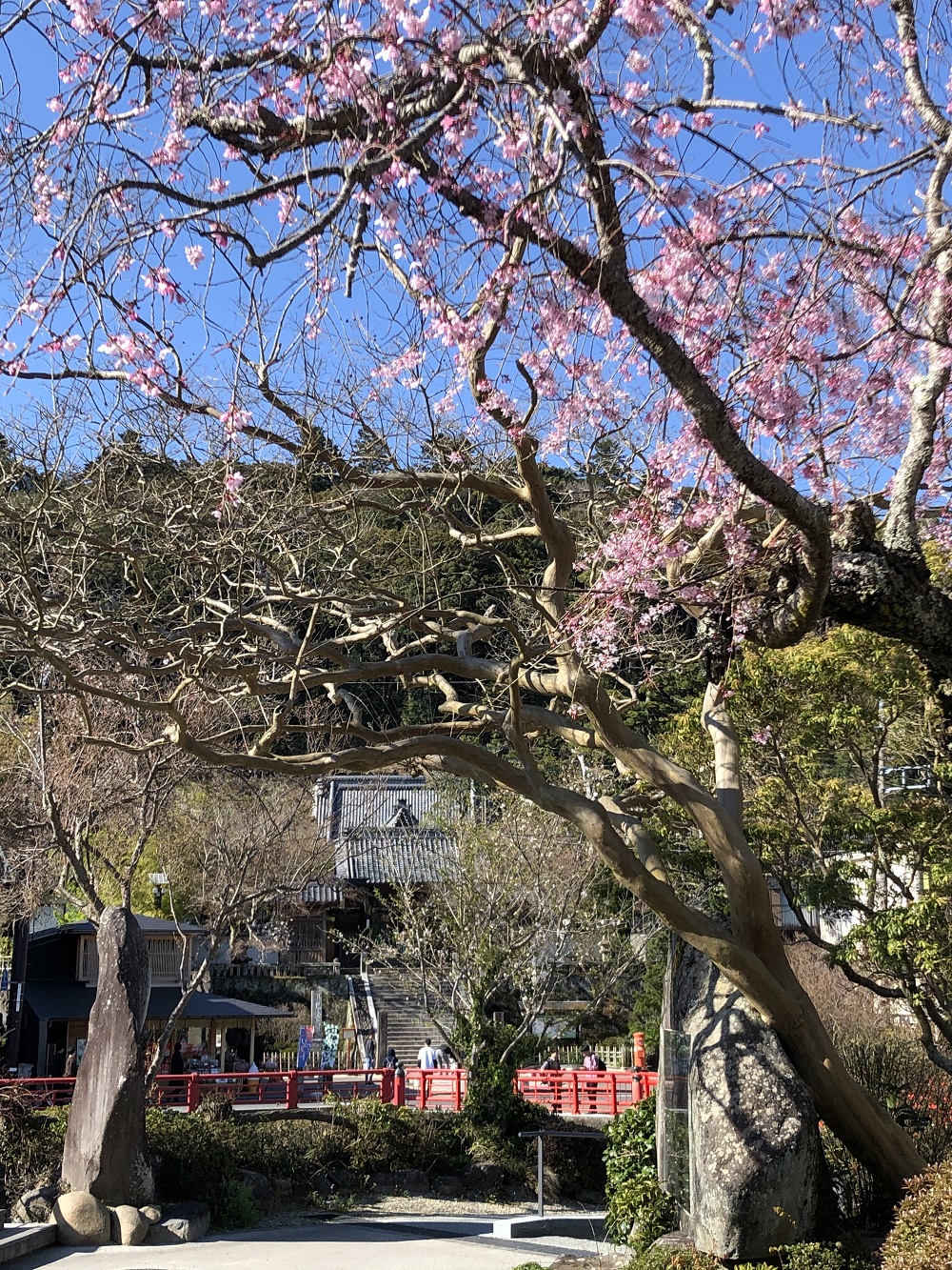 桜と修禅寺
