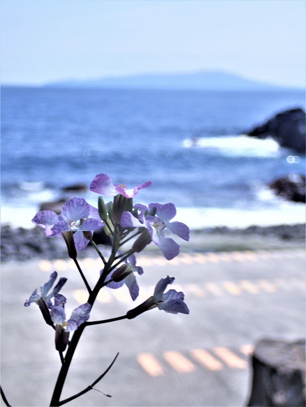 海沿いに咲く癒しの花