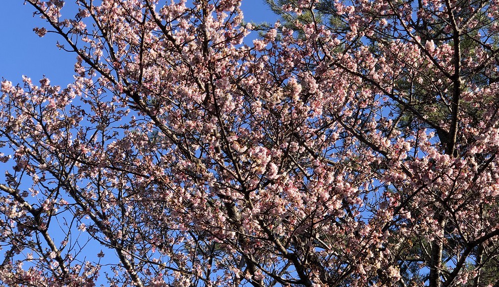 海沿いに咲く早咲き桜