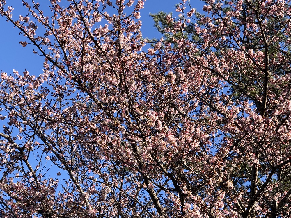 海沿いに咲く早咲き桜