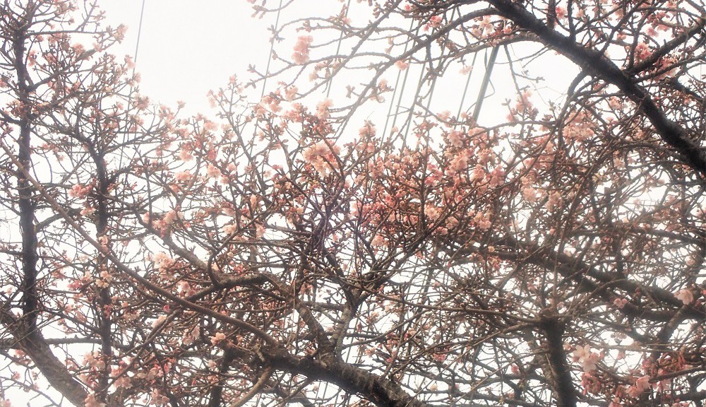 伊豆海洋公園入口の早咲きの桜