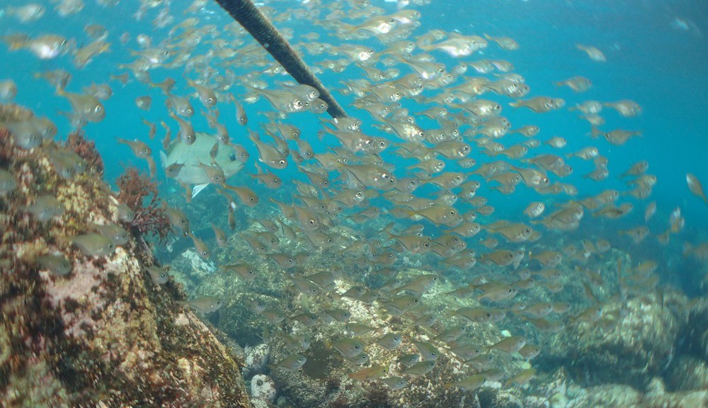 海の青さとミナミハタンポ幼魚のコラボレーション