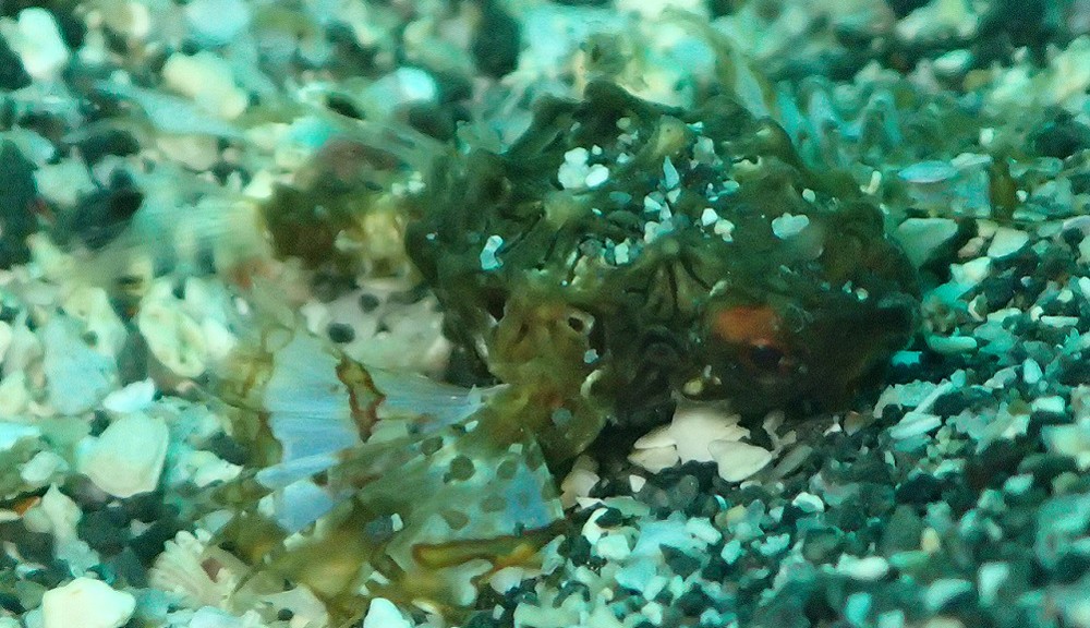 ウミテング幼魚