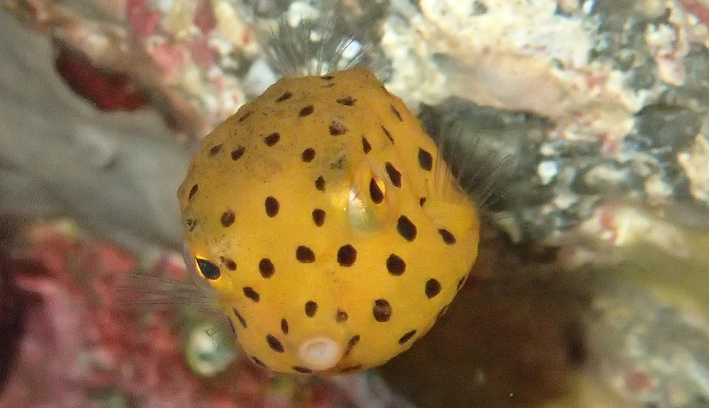 人気のあるミナミハコフグ幼魚