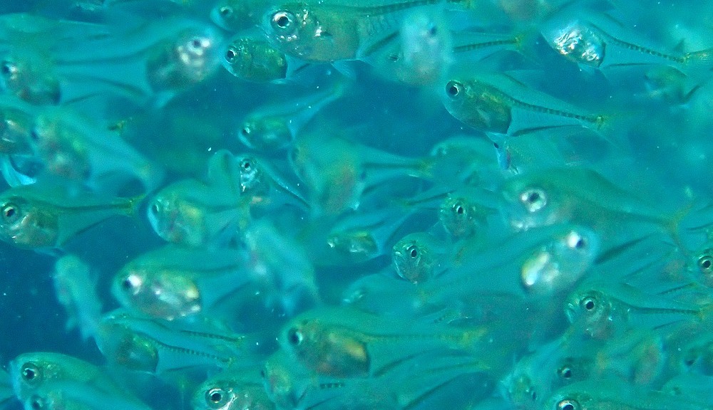 送り出しの入り江にて、ミナミハタンポ幼魚