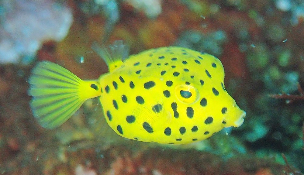 穏やかな週末 Iop 伊豆海洋公園ダイビングサービスp Fish Divelog