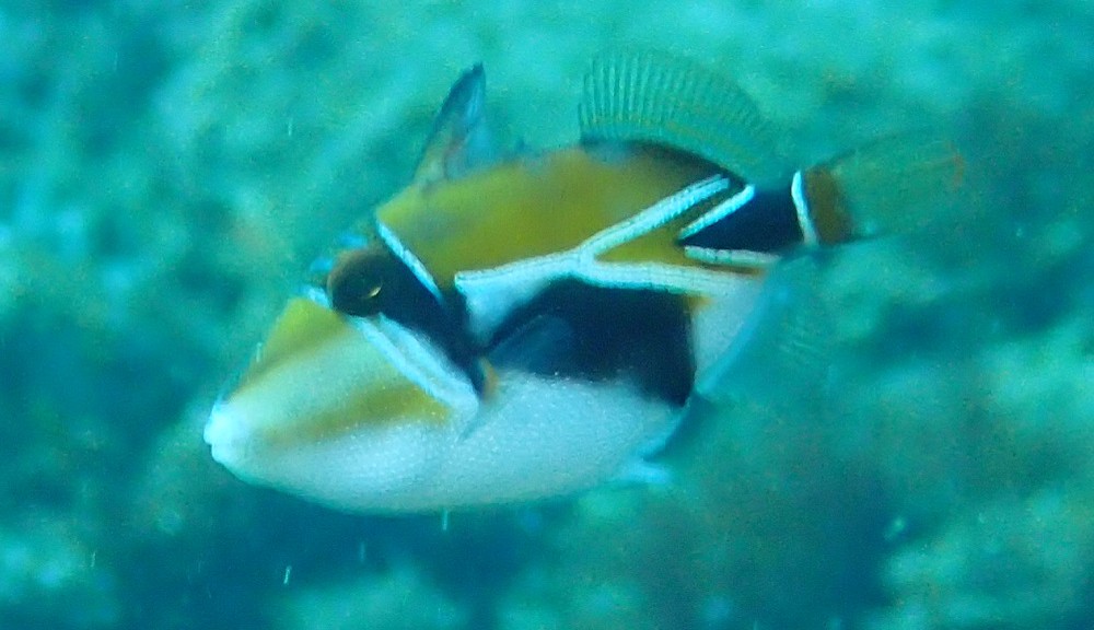 タスキモンガラ幼魚