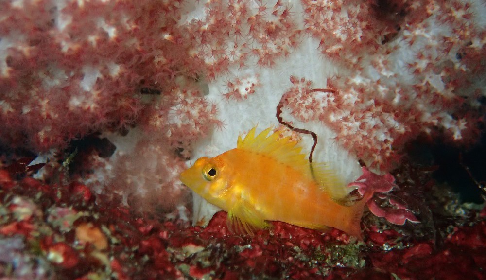 オキゴンベ幼魚