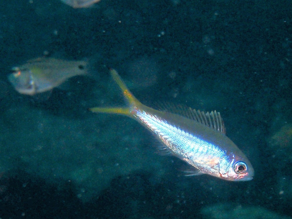 ウメイロモドキ幼魚