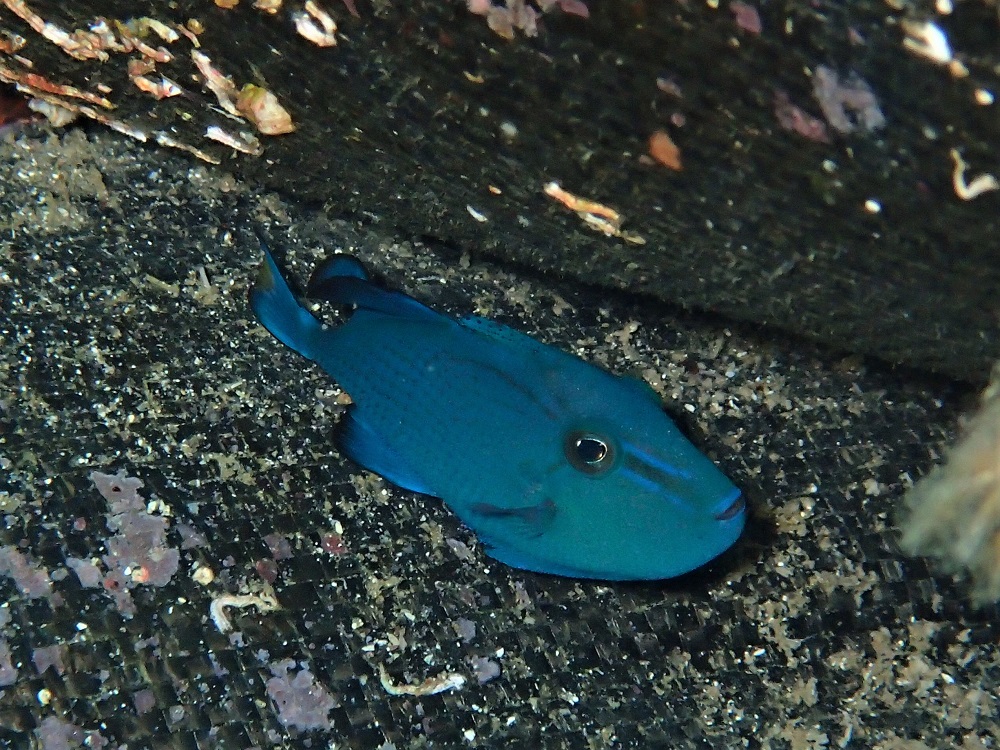 アカモンガラ幼魚