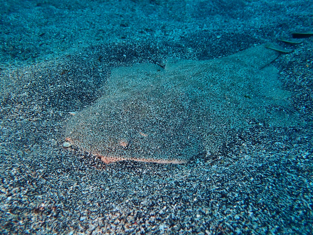 砂地で会える大型魚・カスザメ