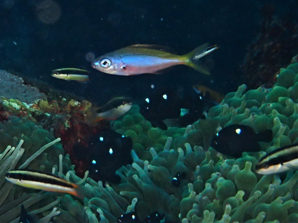 ウメイロモドキ幼魚