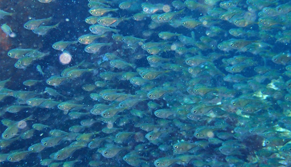 ミナミハタンポ幼魚群れ