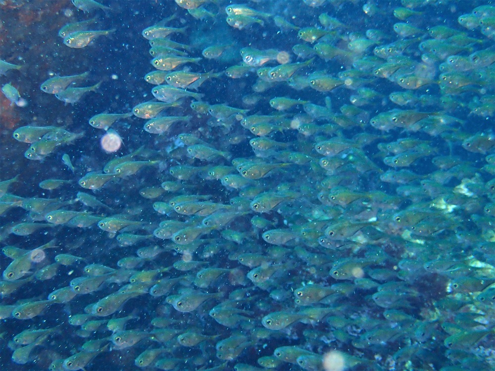 ミナミハタンポ幼魚群れ