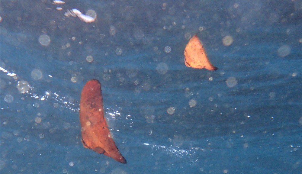 ナンヨウツバメウオ幼魚２個体