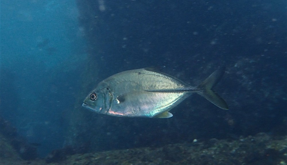 カスミアジ幼魚
