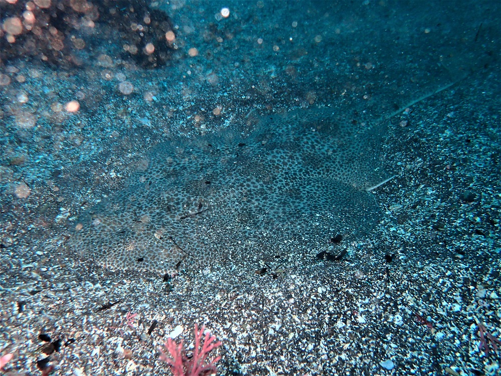 砂地に潜むカスザメ
