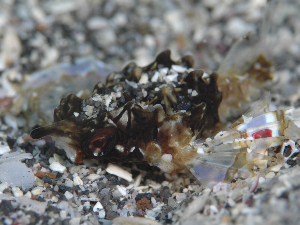 砂地に小さなウミテング幼魚