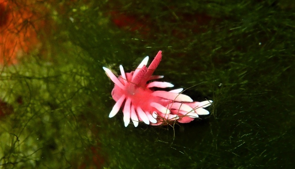 体色のピンクが際立つヒロウミウシ