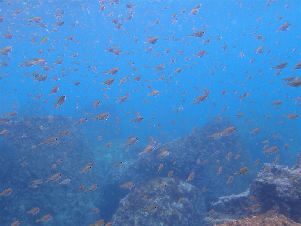 浅場に群れるミナミハタンポ幼魚の群れ