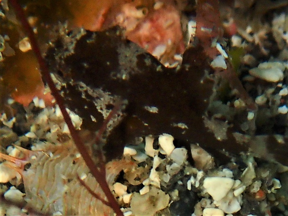 極小ハナオコゼ幼魚