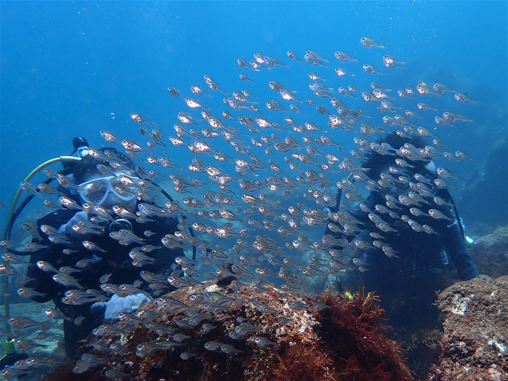 群れるミナミハタンポ幼魚