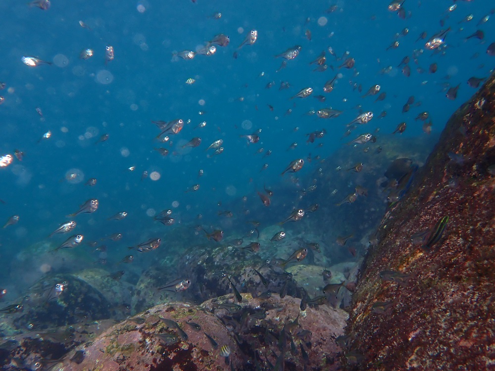 浅場に群れるミナミハタンポ幼魚